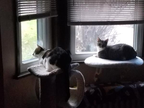 /images/uploads/griffin pond animal shelter/loveyourpet2018/entries/6561thumb.jpg